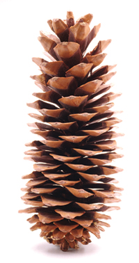 Pinecone