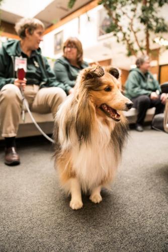 Therapy Dogs-22