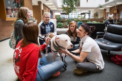 Therapy Dogs-35