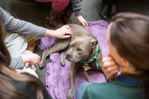 Therapy Dogs-40